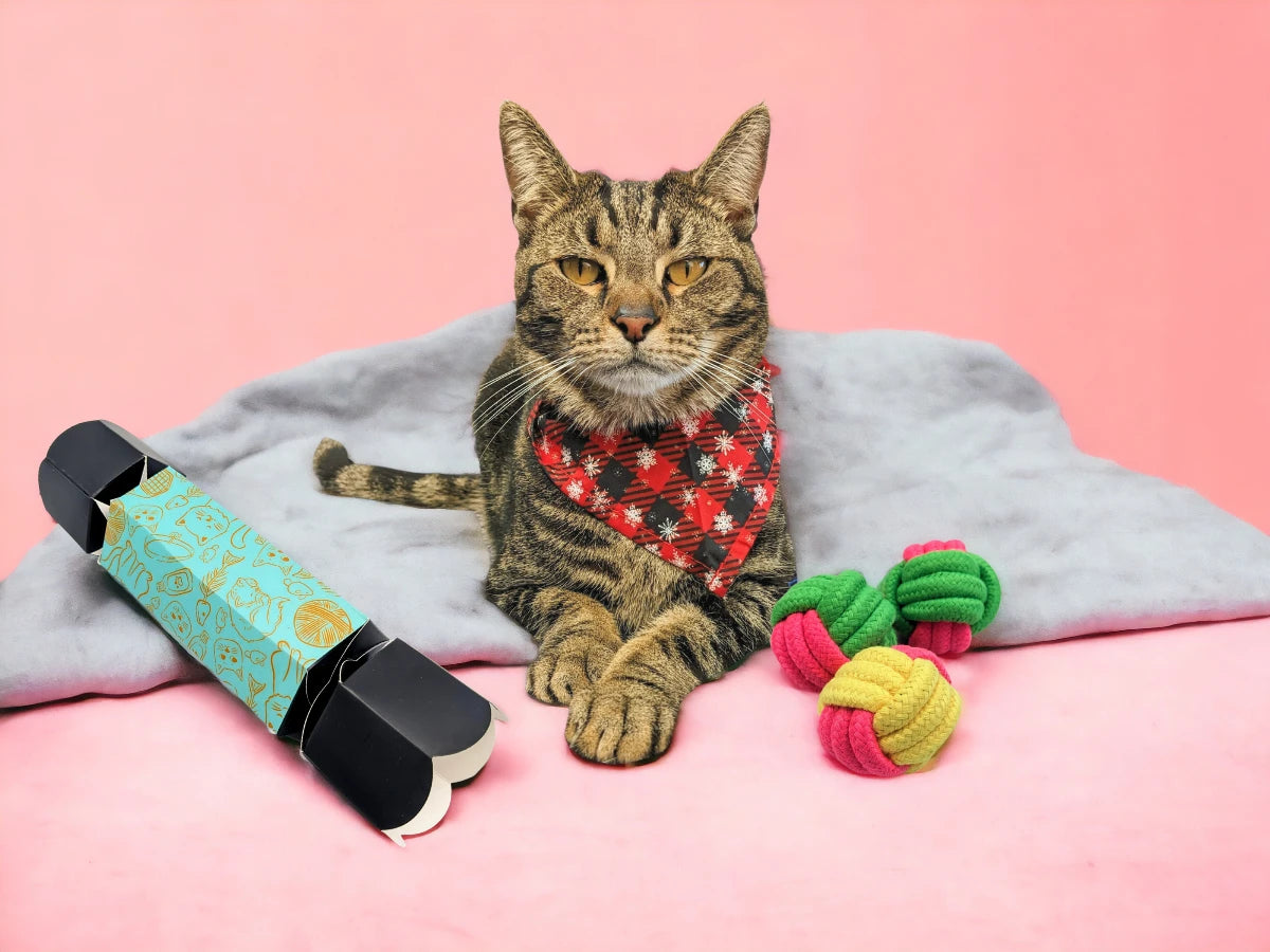 cat christmas present